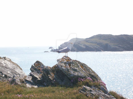 Gull on the Headland