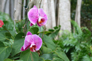 orchid