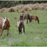 Wild Kaimanawa Ponies II