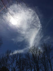 Nature: Flower in the Sky