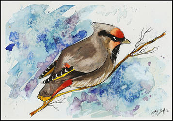 Waxwing