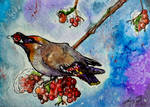 Waxwing Christmas by SunStateGalleries