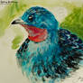 Spangled Cotinga ***Tutorial***