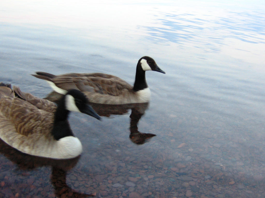 Two geese