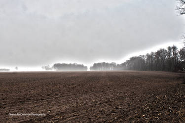 A Misty Field