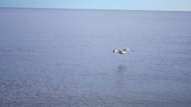 Seagull Fly-By