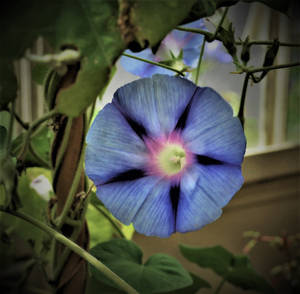 Purply Blue Flower