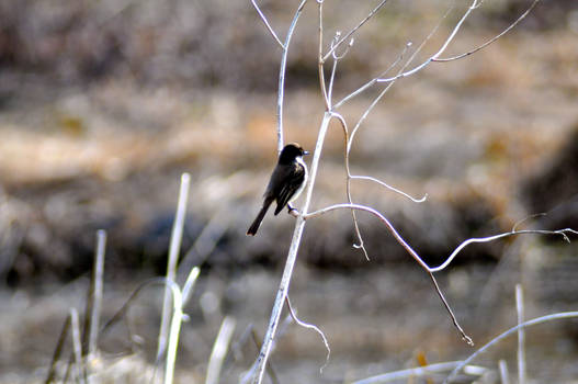 Warbler at the Pond