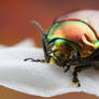 Colourful Beetle