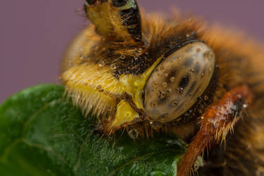 Wet Nomada