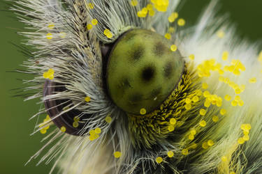 Orange Tip