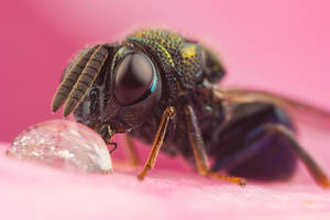 Small Wasp Drinking