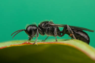 Small Wasp