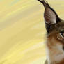 Caracal - African Lynx