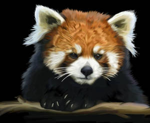 Red Panda