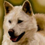 Jindo Dog