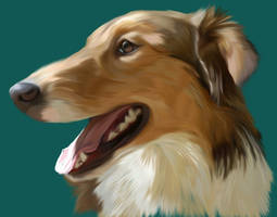 Sheltie Portrait