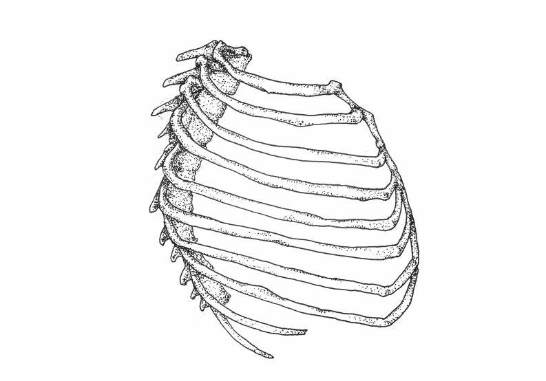Line Ribs Drawing Ribs by MrAcrylic89 on DeviantArt