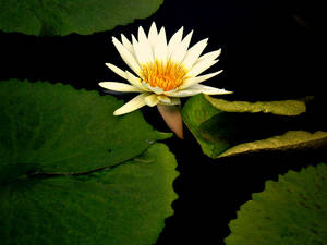 water lily IV