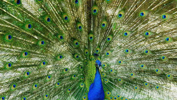 Pavo Real