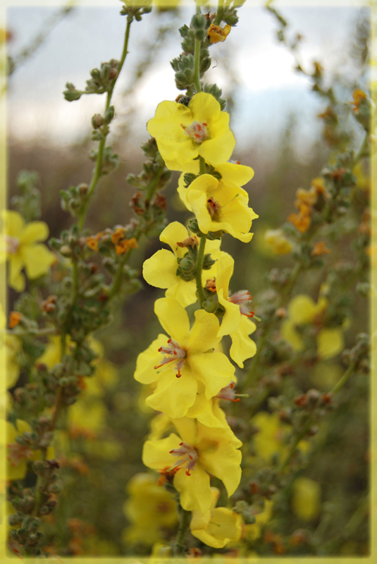 Yellow flowers