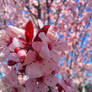 Cherry Blossoms