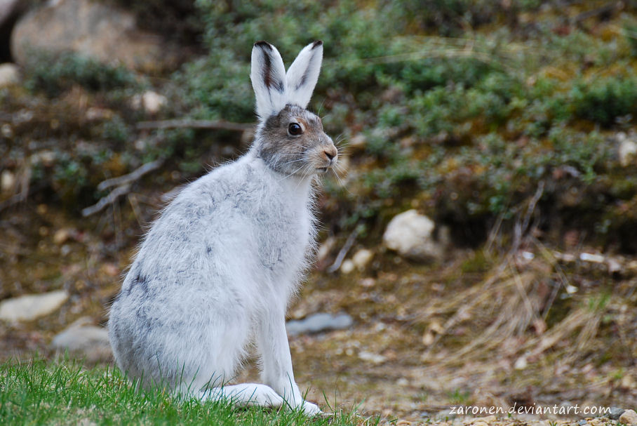 Lepus timidus