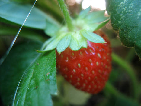 strawberry 2