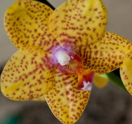 orchid4