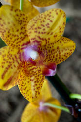 orchid11