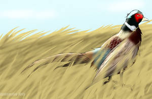 Pheasant Fields