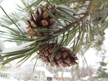 Pinecones