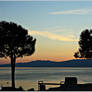 two pine tree in the evening