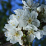 spring blossoms