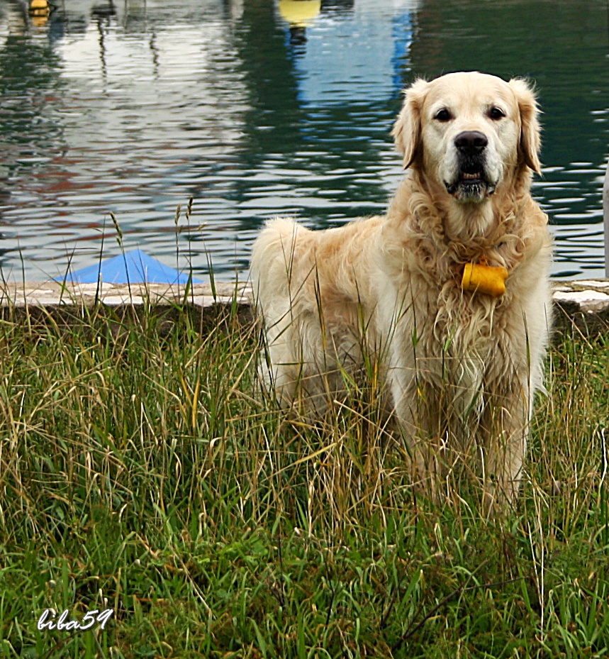 golden retriever