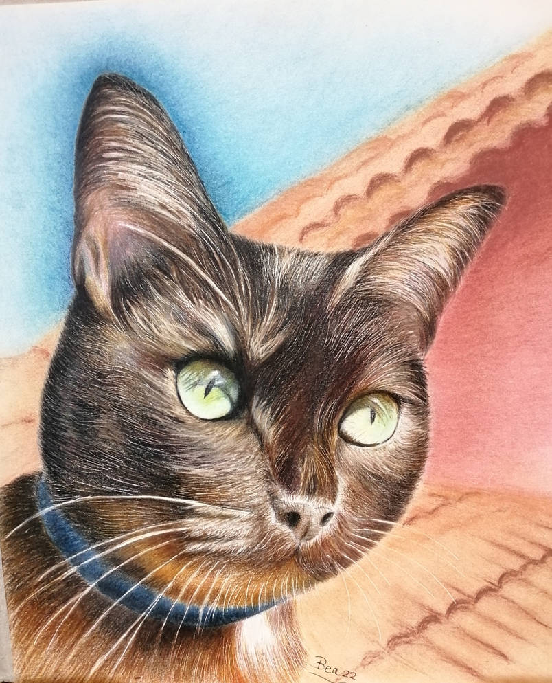 Cat In Colored Pencils By Bar73 On Deviantart Cat In Colored Pencils By Bar73 On Deviantart