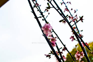 Blossoms out for bloom