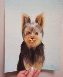 Yorkie