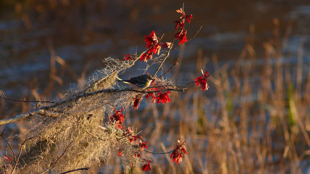 Evening Breeze