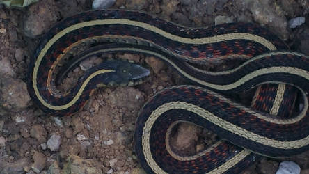 Garden snake