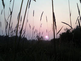 Sunset In Feild