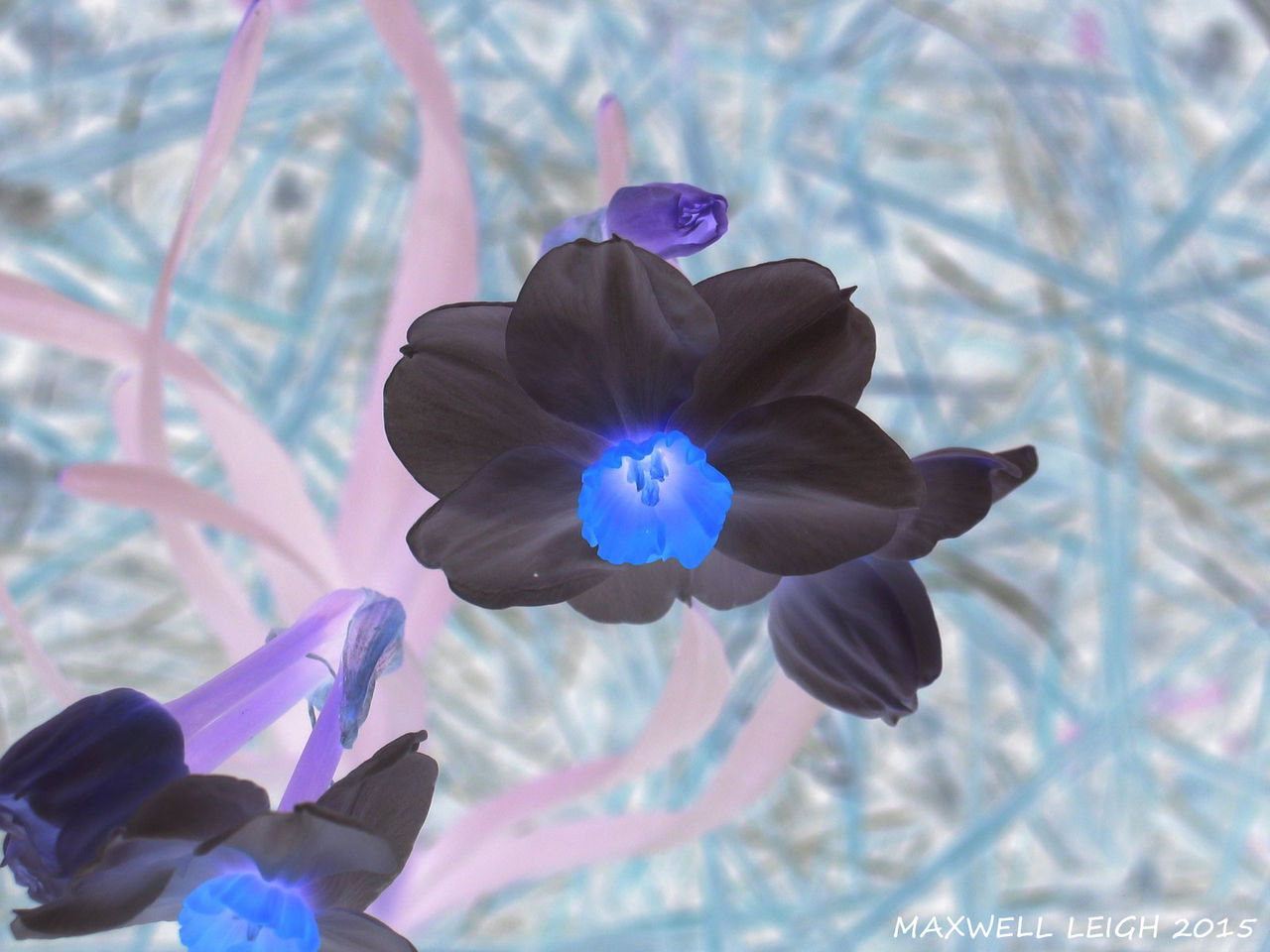 Inverted Rose Flower Inverted Flower by Glitter-Rat on DeviantArt