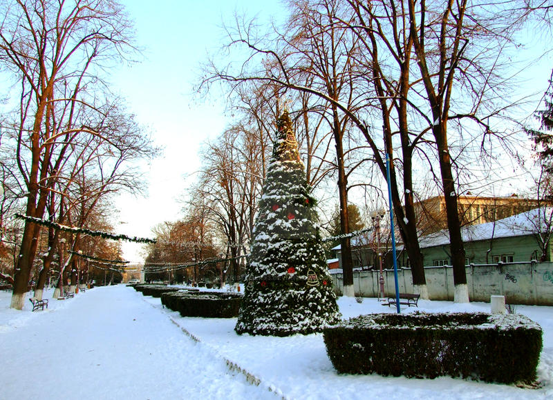 Brad in Parcul Cancicov Bacau