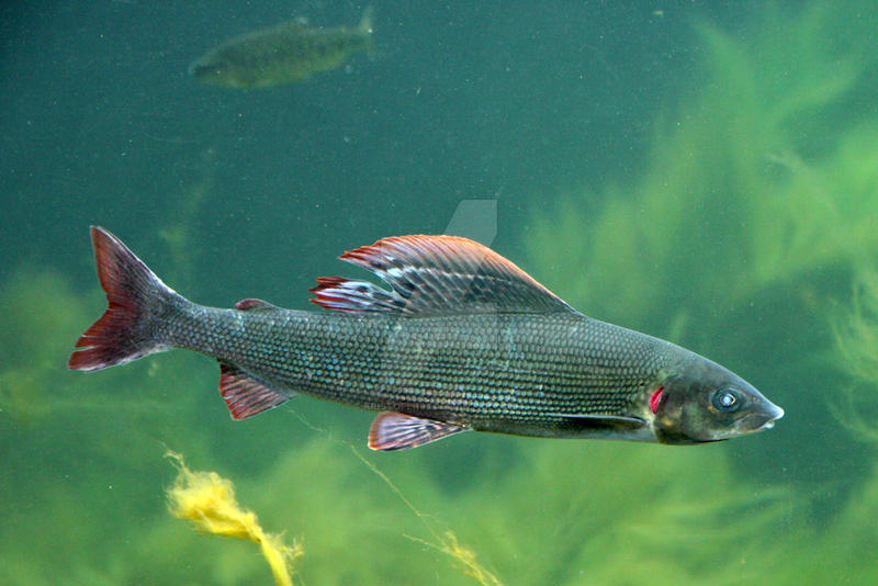 Tiergarten Schonbrunn Zoo v5