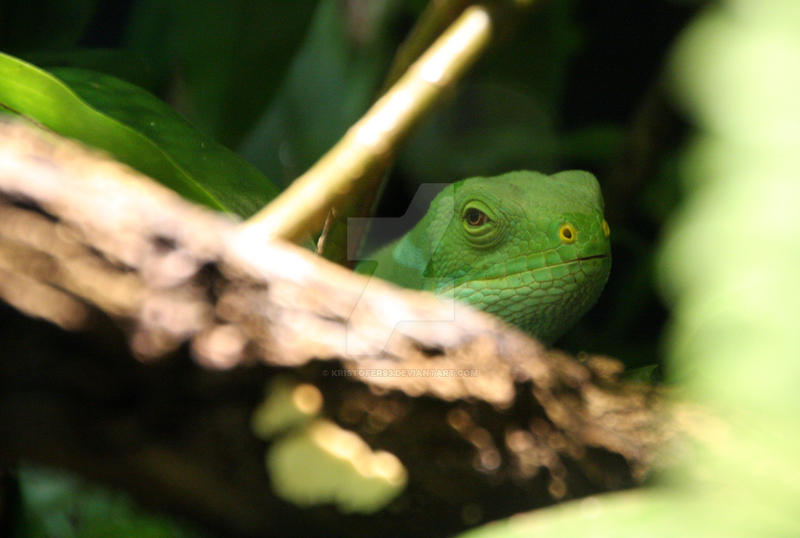 Tiergarten Schonbrunn Zoo v6