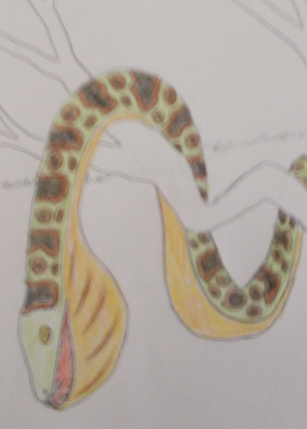 Pelican Python by JDB1992 on DeviantArt