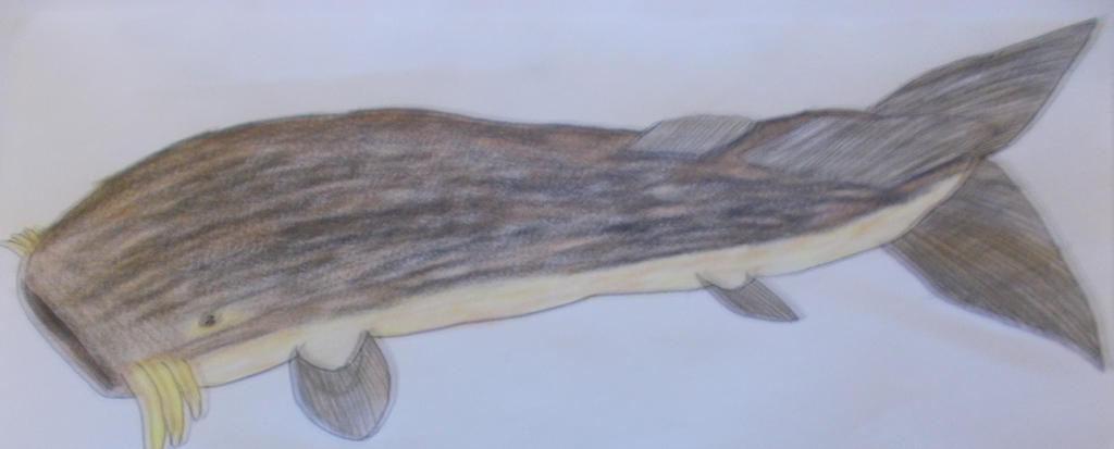 Whale Catfish by JDB1992 on DeviantArt