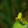 grasshopper