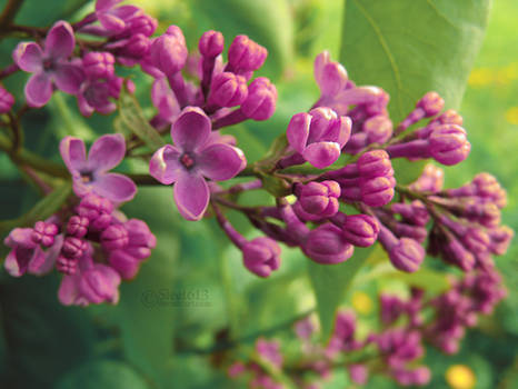 common lilac