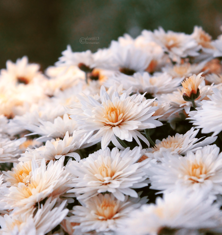 last autumn flowers